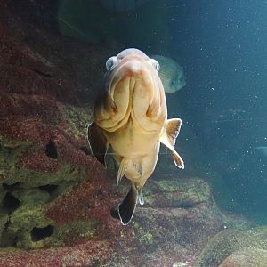 Atlantic wreckfish (Polyprion americanus), 2024-03-09