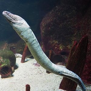 Mediterranean moray (Muraena helena), 2024-03-09