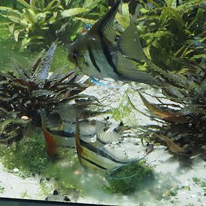 Freshwater angelfish (Pterophyllum scalare) and Panda Corydoras (Hoplisoma panda), 2024-03-09