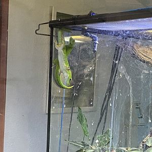 Madagascar giant day geckos