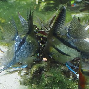 Freshwater angelfish (Pterophyllum scalare), 2024-03-09