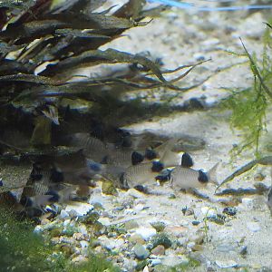 Panda Corydoras (Hoplisoma panda), 2024-03-09