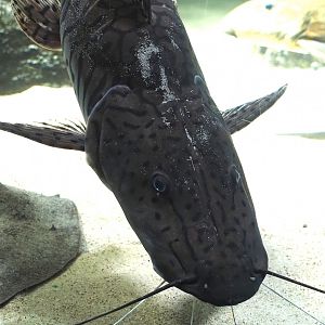 Tiger sorubim (Pseudoplatystoma tigrinum), 2024-03-09