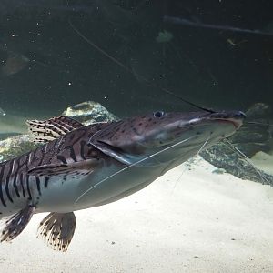 Tiger sorubim (Pseudoplatystoma tigrinum), 2024-03-09