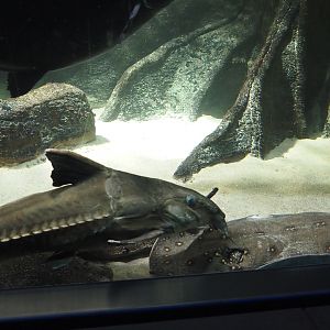 Ripsaw catfish (Oxydoras niger) and Ocellated river stingray (Potamotrygon motoro), 2024-03-09