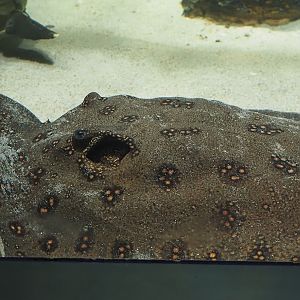 Ocellated river stingray (Potamotrygon motoro), 2024-03-09