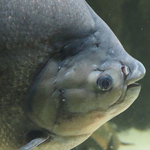Tambaqui (Colossoma macropomum), 2024-03-09