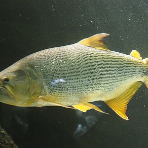 Golden Dorado (Salminus brasiliensis), 2024-03-09