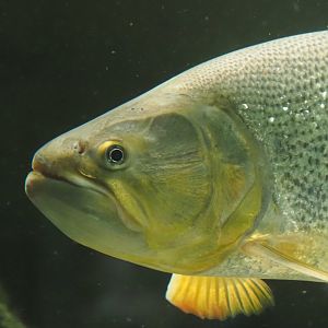 Golden Dorado (Salminus brasiliensis), 2024-03-09