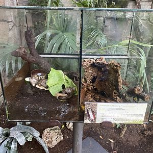 African giant land snail and Madagascan hissing cockroach exhibits