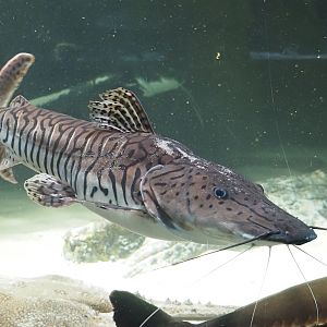 Tiger sorubim (Pseudoplatystoma tigrinum), 2024-03-09