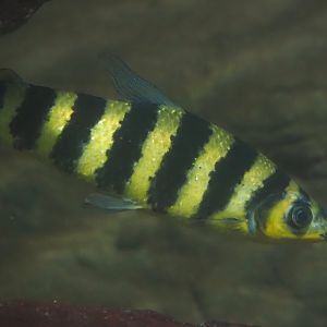Banded Leporinus (Leporinus fasciatus), 2024-03-09