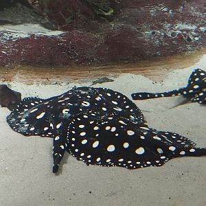 White-blotched river stingrays (Potamotrygon leopoldi), 2024-03-09