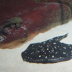 White-blotched river stingray (Potamotrygon leopoldi), 2024-03-09