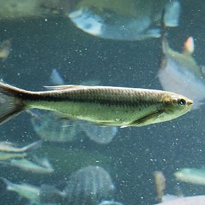 Apollo sharkminnow (Luciosoma spilopleura), 2024-03-09