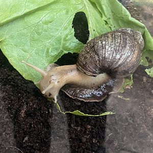 African giant land snail