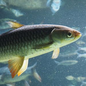 Sultan fish (Leptobarbus rubripinna), 2024-03-09