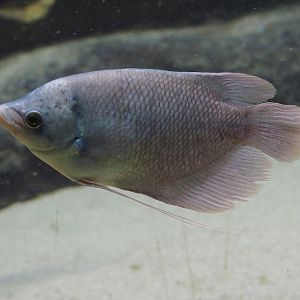 Juvenile Giant red fin gourami (Osphronemus laticlavius), 2024-03-09