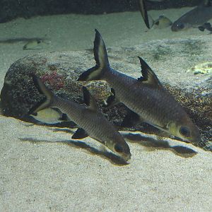 Tricolor sharkminnow (Balantiocheilos melanopterus), 2024-03-09