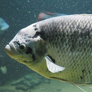 Giant gourami (Osphronemus goramy), 2024-03-09