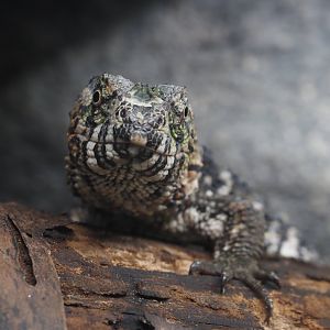 Chinese crocodile lizard (Shinisaurus crocodilurus crocodilurus), 2024-03-09