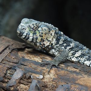 Chinese crocodile lizard (Shinisaurus crocodilurus crocodilurus), 2024-03-09