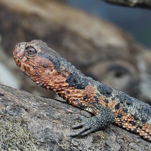 Chinese crocodile lizard (Shinisaurus crocodilurus crocodilurus), 2024-03-09