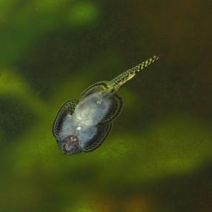 Vietnam lizard loach (Sewellia breviventralis), 2024-03-09