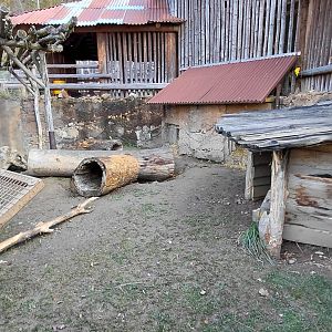 Indian crested porcupine exhibit