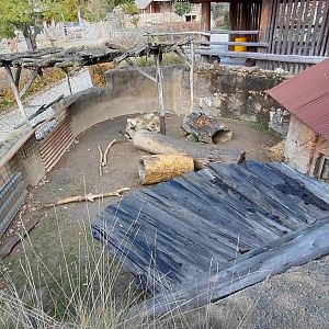 Indian crested porcupine exhibit