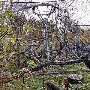 Lowe's monkey/colobus outdoor exhibit