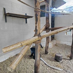 King colobus indoor exhibit