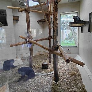 King colobus indoor exhibit