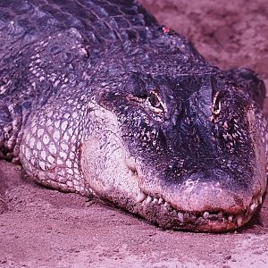 American alligator (Alligator mississippiensis), 2024-03-09