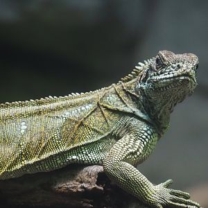 Weber's sailfin lizard (Hydrosaurus weberi), 2024-03-09
