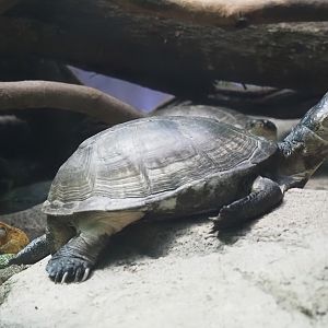 African keeled mud turtle (Pelusios carinatus), 2024-03-09