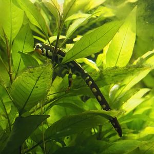 Kaiser's spotted newt or Luristan newt)(Neurergus kaiseri), 2024-03-09