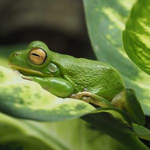 White-lipped tree frog (Nyctimystes infrafrenatus), 2024-03-09