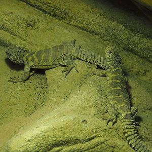 Ornate mastigures (Uromastyx ornata), 2024-03-09