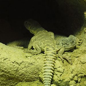 Ornate mastigures (Uromastyx ornata), 2024-03-09