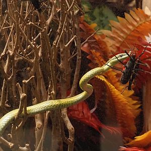 Baron's green racer (Philodryas baroni) and Black beauty stick insect (Peruphasma schultei), 2024-03-09