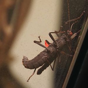 Black beauty stick insect (Peruphasma schultei), 2024-03-09