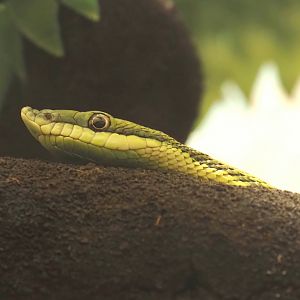 Baron's green racer (Philodryas baroni), 2024-03-09