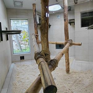 Black crested mangabey indoor exhibit