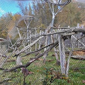 Black crested mangabey outdoor exhibit