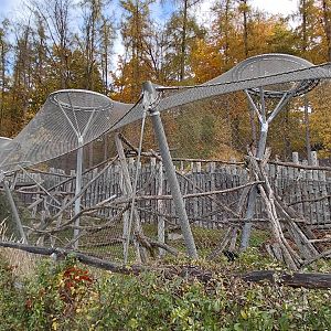 Black crested mangabey outdoor exhibit
