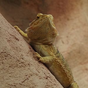 Central bearded dragon (Pogona vitticeps), 2024-03-09