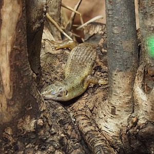 Major skink (Bellatorias frerei), 2024-03-09