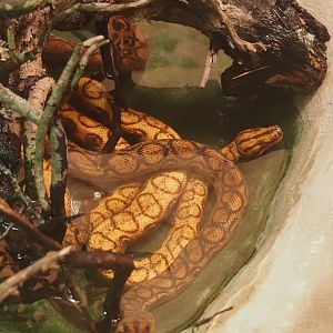 Rainbow boa (Epicrates cenchria), 2024-03-09