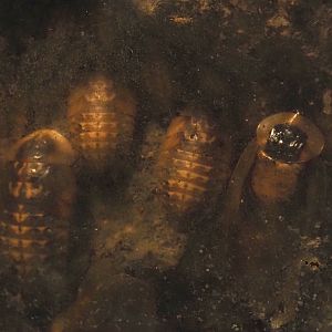 Giant cave cockroaches (Blaberus giganteus), 2024-03-09